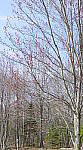 Click to see Y_DSC0466-pano.JPG
