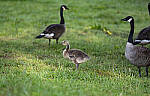 Click to see Y-70-180-9790-EDT.JPG