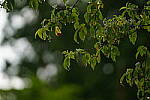 Click to see Y-70-180-9797.JPG