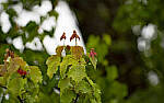 Click to see Y-70-180-9829-EDT.JPG