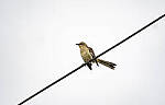 Click to see Y-70-180-9839-EDT.JPG