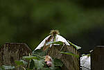 Click to see Y-70-180-9843-EDT.JPG