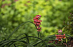 Click to see Y-70-180-9848-EDT.JPG