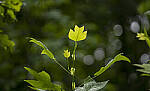 Click to see Y-70-180-9857-EDT.JPG
