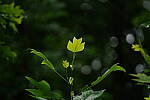 Click to see Y-70-180-9857.JPG