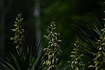 Click to see Y-70-180-9865.JPG
