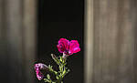 Click to see Y-70-180-9895-EDT.JPG