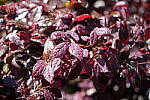 Click to see YDSC01373.JPG