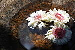 Click to see YDSC01386.JPG