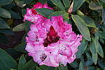 Click to see YDSC01391.JPG