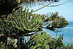 Click to see Y-18_135-DSC00381.JPG
