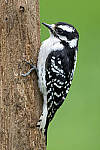 Click to see Y-a6500-sony100-400f45-56fegm-DSC0150-MOD.JPG