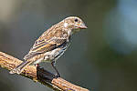 Click to see Y-a6500-sony100-400f45-56fegm-DSC0226-MOD.JPG