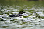 Click to see Y-a6500-sony100-400f45-56fegm-DSC0258.JPG