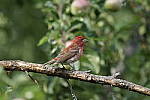 Click to see Y-a6500-sony100-400f45-56fegm-DSC0336.JPG