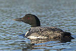 Click to see Y-a6500-sony100-400f45-56fegm-DSC0654-MOD.JPG