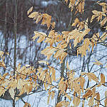Click to see Y-JG-A6600-0097-MOD.JPG