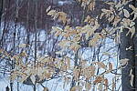 Click to see Y-JG-A6600-0097.JPG
