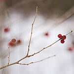Click to see Y-JG-A6600-0185-MOD.JPG