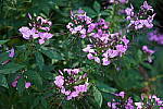 Click to see Y-WB-A6600-DSC00960.JPG