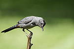 Click to see Y-a7-ii-sony100-400f45-56fegm-DSC0333.JPG