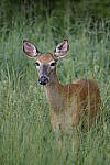 Click to see Y-a7-ii-sony100-400f45-56fegm-DSC0568.JPG