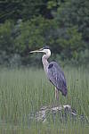 Click to see Y-a7-ii-sony100-400f45-56fegm-DSC0948.JPG