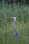 Click to see Y-a7-ii-sony100-400f45-56fegm-DSC0964.JPG