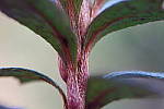 Click to see YDSC01059-macro.JPG