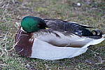 Click to see YDSC01127.JPG