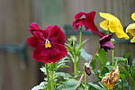 Click to see YFE-24-240MM-595.JPG