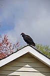 Click to see YFE-24-240MM-631.JPG