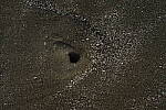 Click to see Y-DP-105mm-9422.JPG