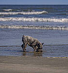 Click to see Y-DP-105mm-9434-EDT.JPG
