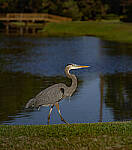 Click to see Y-DP-105mm-9470-EDT.JPG
