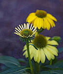 Click to see Y-DP-105mm-9493-EDT.JPG