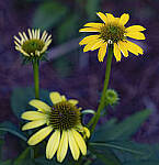 Click to see Y-DP-105mm-9495-EDT.JPG