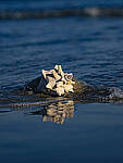 Click to see Y-DP-105mm-9525-EDT.JPG