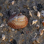 Click to see Y-DP-105mm-9631-EDT.JPG