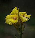 Click to see Y-DP-28-200-9240-EDT.JPG