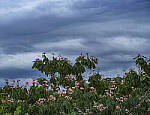Click to see Y-DP-28-200-9252-EDT.JPG