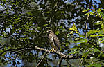 Click to see Y-DP-28-200-9288-EDT.JPG