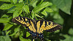 Click to see Y-DP-28-200-9304-EDT.JPG