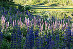 Click to see Y-JG-A7-IV-FE-24-105-4354.JPG