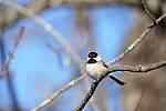 Click to see Y-JG-SONY-A7-IV-0216.JPG
