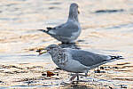 Click to see Y-JG-SONY-A7-IV-0674-MOD.JPG