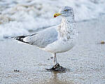 Click to see Y-JG-SONY-A7-IV-0717-MOD.JPG