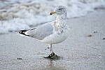 Click to see Y-JG-SONY-A7-IV-0717.JPG