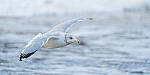 Click to see Y-JG-SONY-A7-IV-0748-MOD.JPG