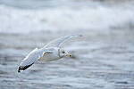 Click to see Y-JG-SONY-A7-IV-0748.JPG